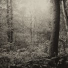 The forest